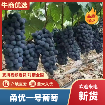 浙江葡萄/巨峰葡萄/甬优一号-对接全国商超1