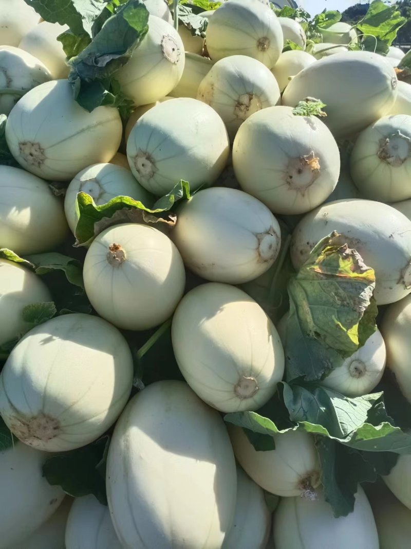 浙江台州【玉菇甜瓜】对接电商市场商超等各类客户1