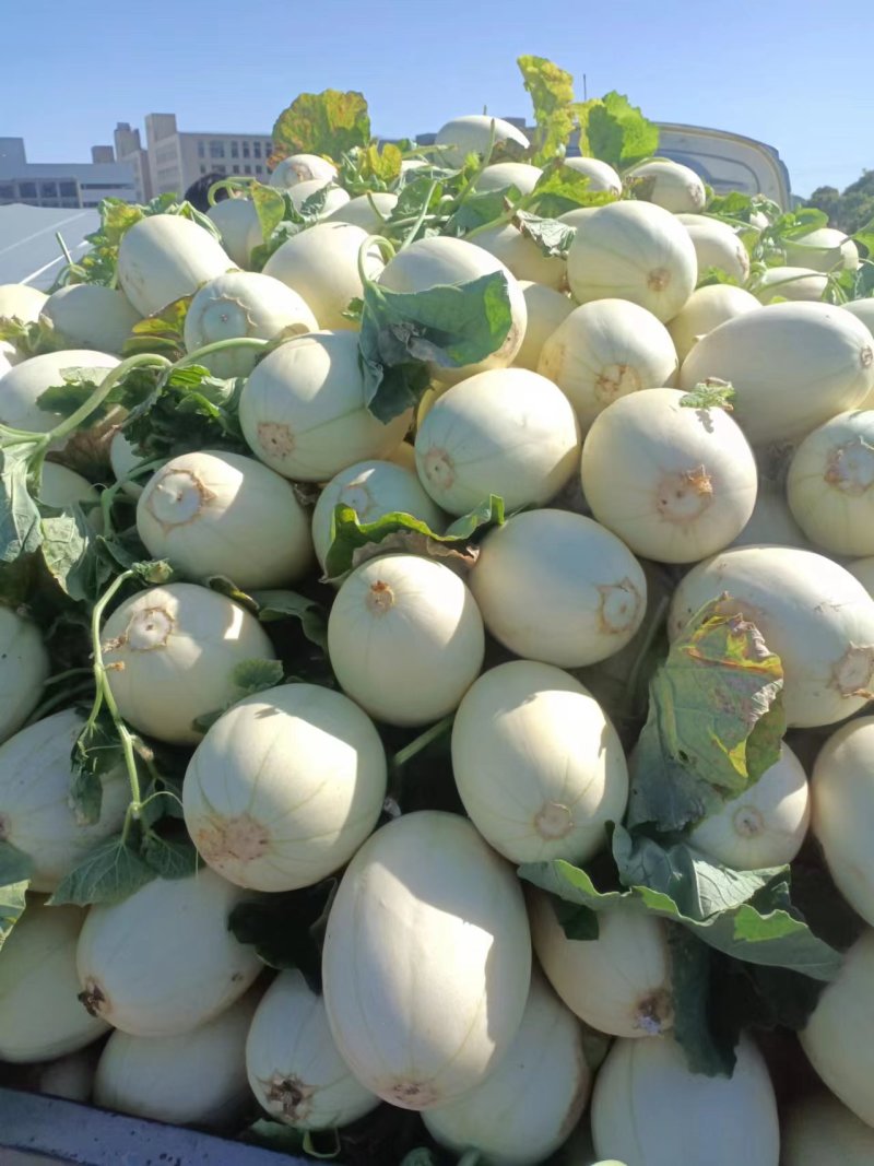 浙江台州【玉菇甜瓜】对接电商市场商超等各类客户1