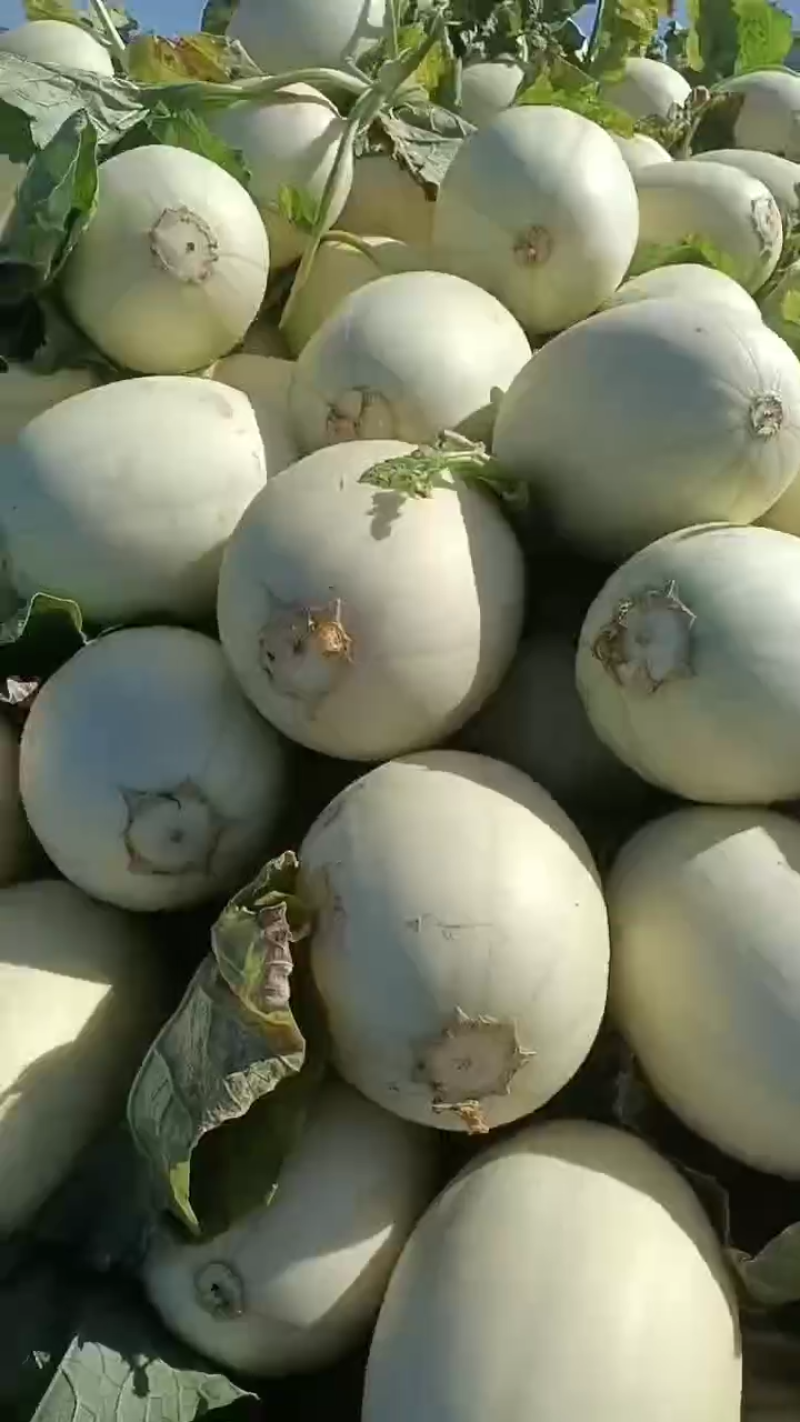 浙江台州【玉菇甜瓜】对接电商市场商超等各类客户1