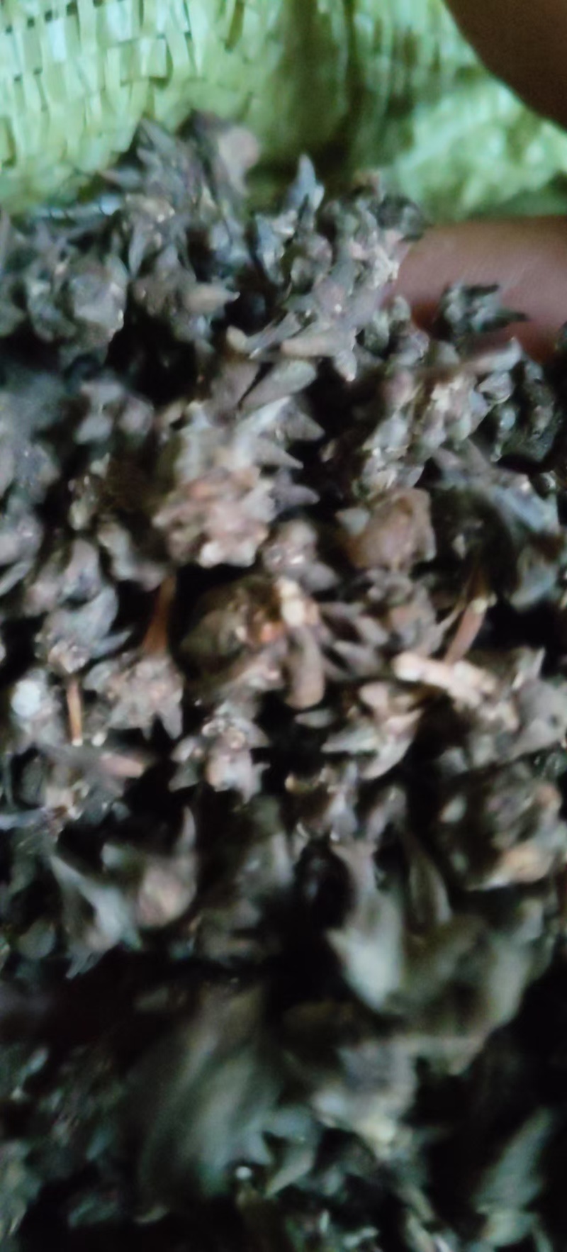 正品猫爪草中药水洗干无常年供应货源充足欢迎来电洽谈