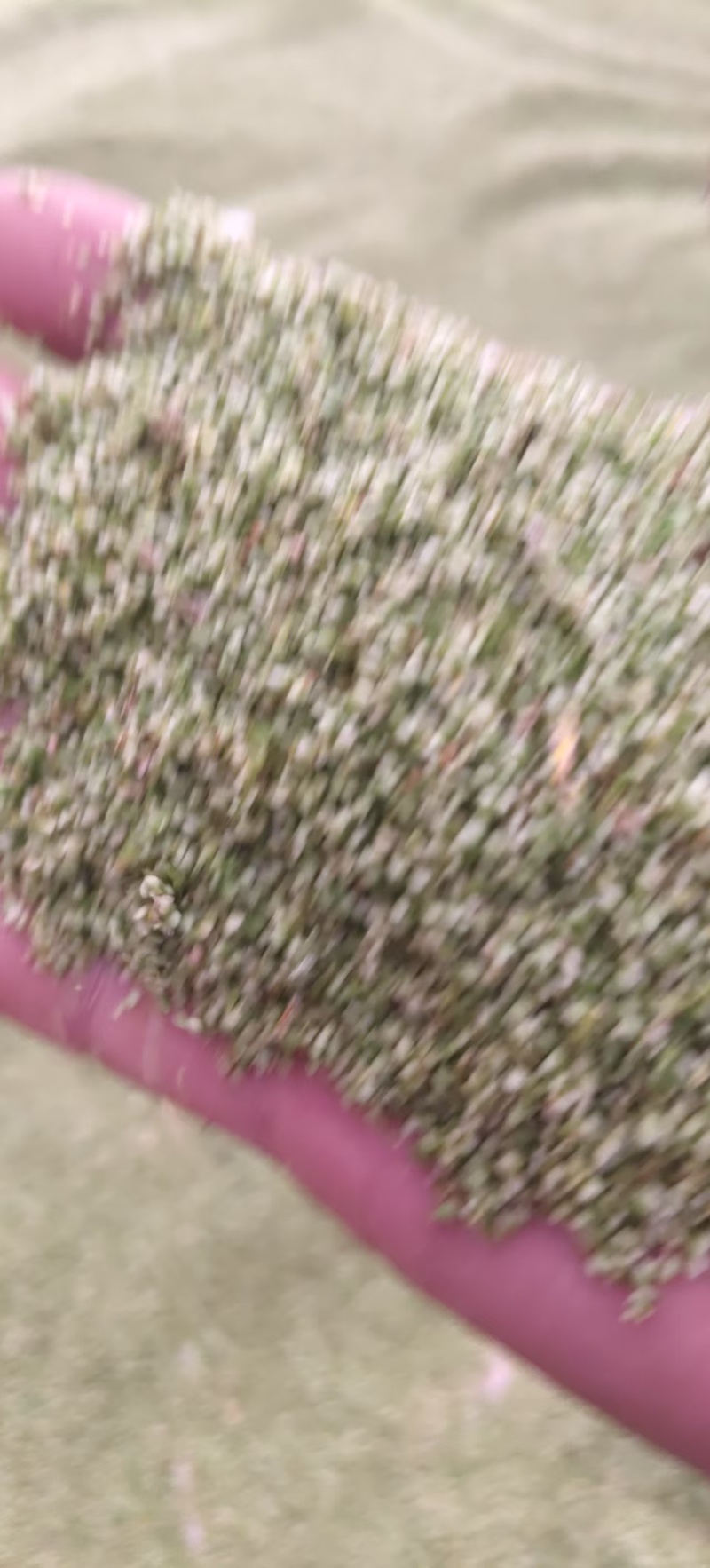 正宗猫爪草各种规格全新货品质保障常年供应量大价优欢迎咨询