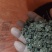 新货正宗猫爪草种植野生规格齐全夏天无常年供应品质好保障
