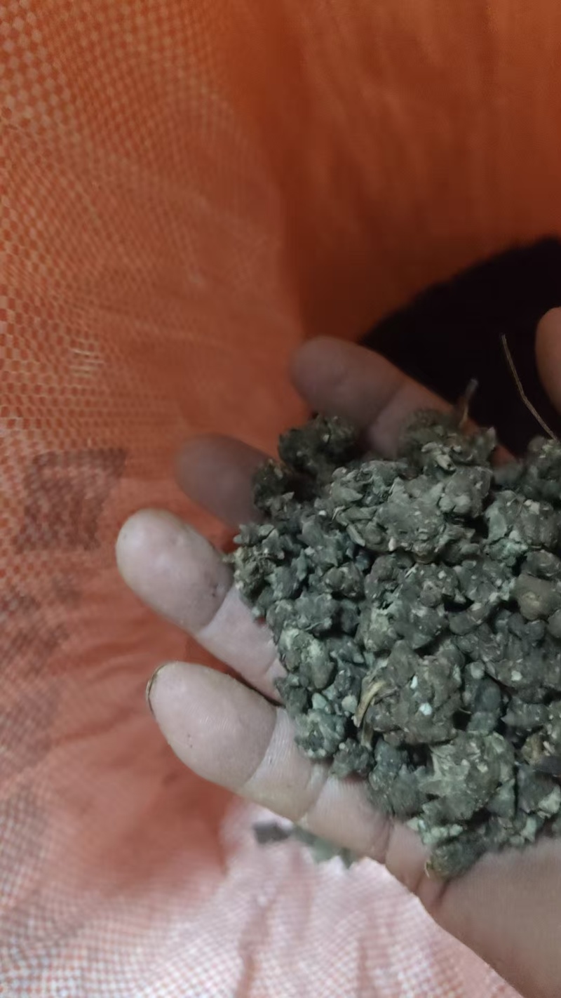 新货正宗猫爪草种植野生规格齐全夏天无常年供应品质好保障