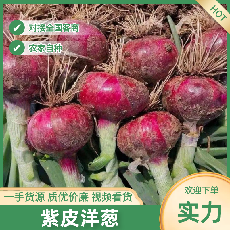 河南洋葱紫皮洋葱保质保量规格齐全代发全国各地等