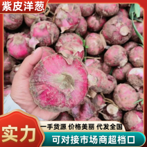 紫皮洋葱河南洋葱安阳洋葱产地直供对接全国市场