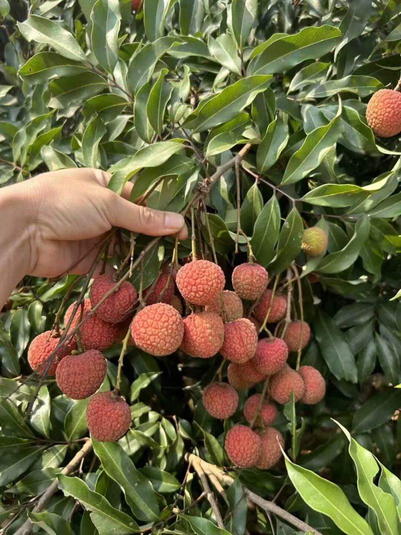 【灵山荔枝】糯米糍荔枝/鸡嘴荔枝/果农直发/全国代收代发