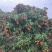 【灵山荔枝】糯米糍荔枝/鸡嘴荔枝/果农直发/全国代收代发