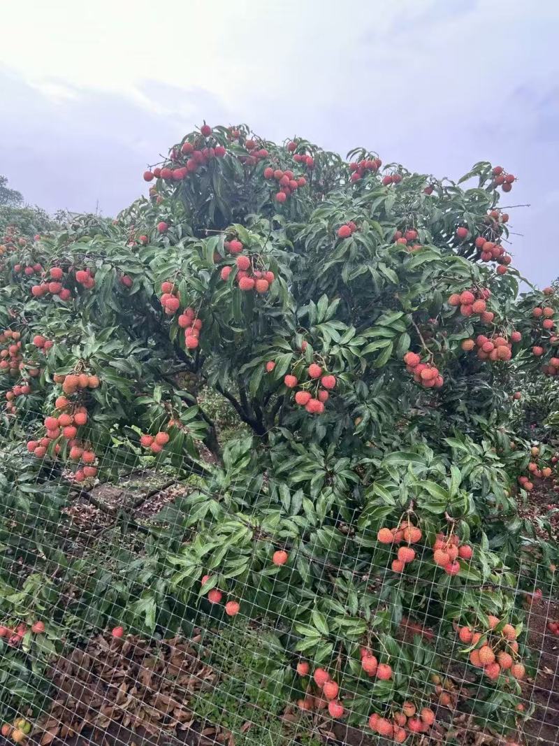 【灵山荔枝】糯米糍荔枝/鸡嘴荔枝/果农直发/全国代收代发