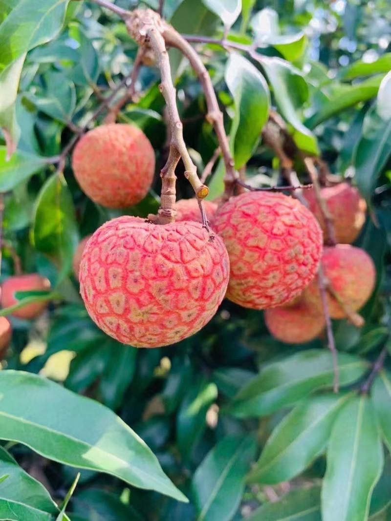 【灵山荔枝】糯米糍荔枝/鸡嘴荔枝/果农直发/全国代收代发