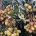 【灵山荔枝】糯米糍荔枝/鸡嘴荔枝/果农直发/全国代收代发