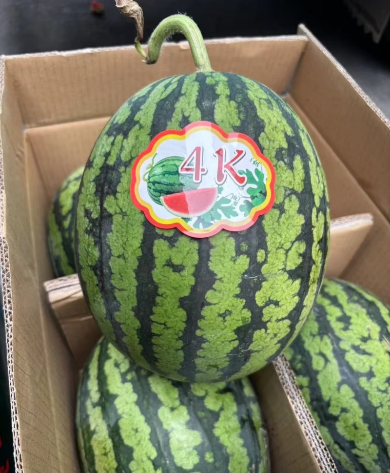 【陕西甘美4K西瓜】陕西西瓜包熟包甜基地直供品质保证