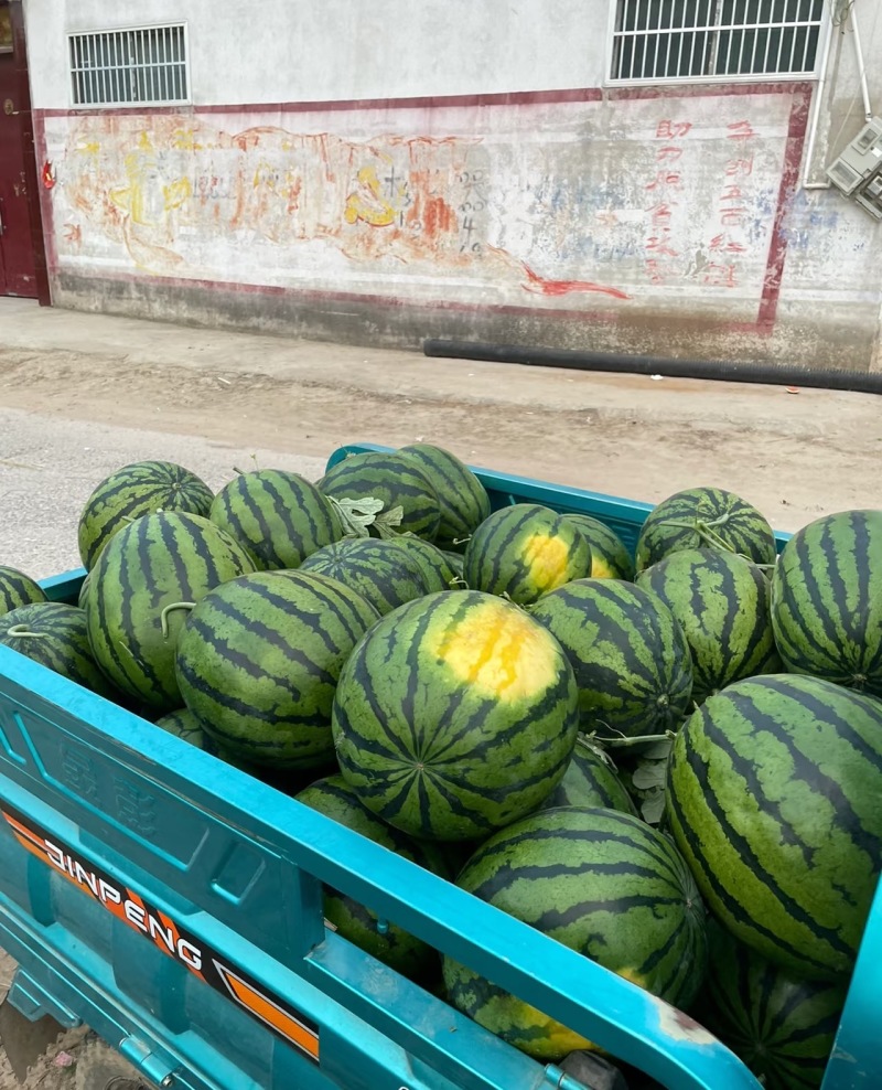 【甜王西瓜】陕西甜王西瓜保证品质全国供货欢迎咨询