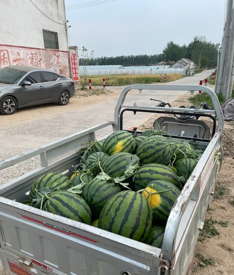 【甜王西瓜】陕西甜王西瓜保证品质全国供货欢迎咨询