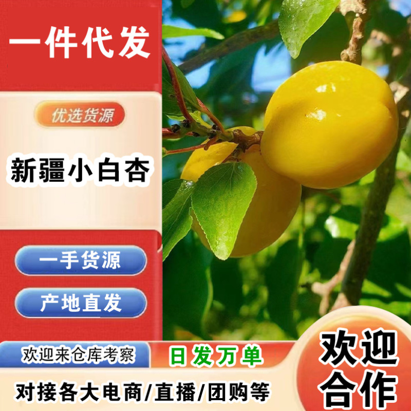 新疆小白杏一件代发产地直发一手货源对接各大电商平台