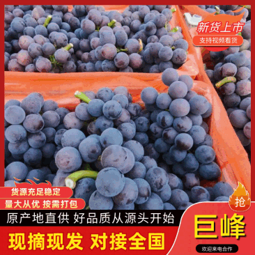 巨峰葡萄,乒乓球葡萄,藤稔葡萄聊城产地货源充足产地直发!