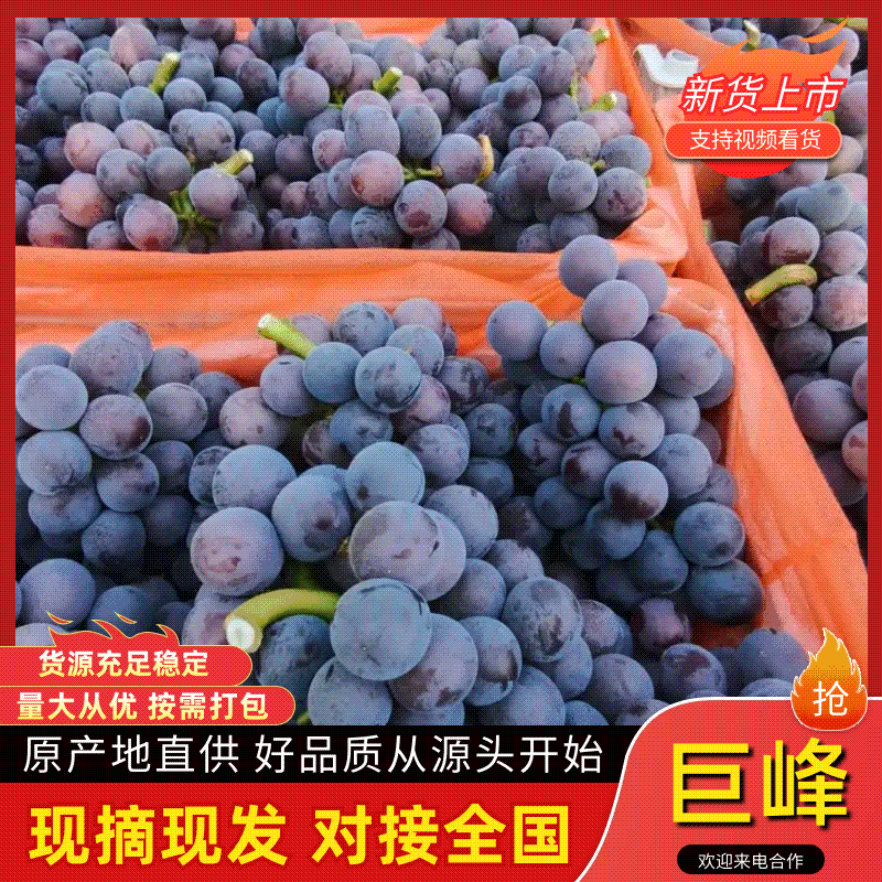 巨峰葡萄，乒乓球葡萄，藤稔葡萄聊城产地货源充足产地直发！