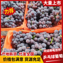 山东聊城藤稔葡萄巨峰葡萄乒乓球葡萄大量上市中产地直发超甜