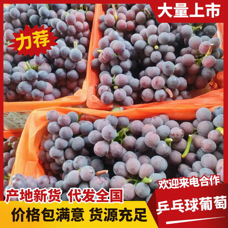 巨峰/乒乓球/藤稔葡萄万亩棚区大量上市中/市场商超！