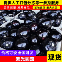 圆茄/紫光茄子/黑亮紫光圆茄万亩果蔬产区