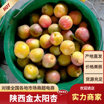金太阳杏大量供应各大商超市场电商加工厂，一手货源品质保证
