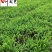四川肾蕨草基地直销肾蕨杯苗工程苗批发货源稳定量大从优