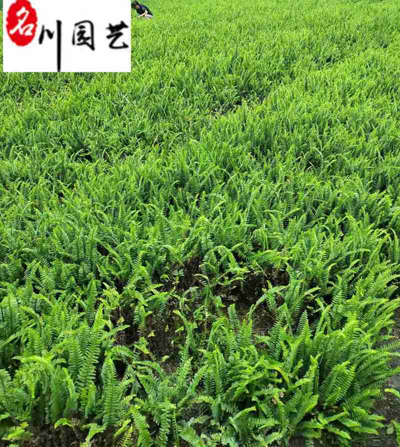 四川肾蕨草基地直销肾蕨杯苗工程苗批发货源稳定量大从优