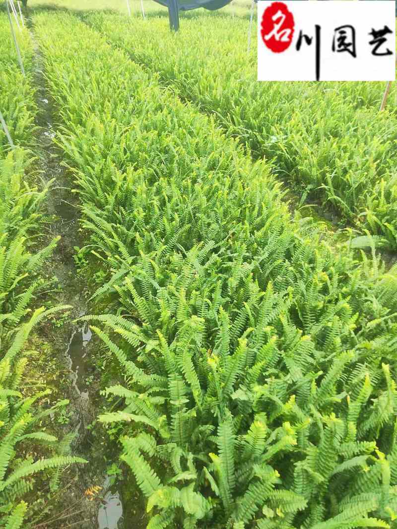 四川肾蕨草基地直销肾蕨杯苗工程苗批发货源稳定量大从优