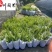 四川肾蕨草基地直销肾蕨杯苗工程苗批发货源稳定量大从优