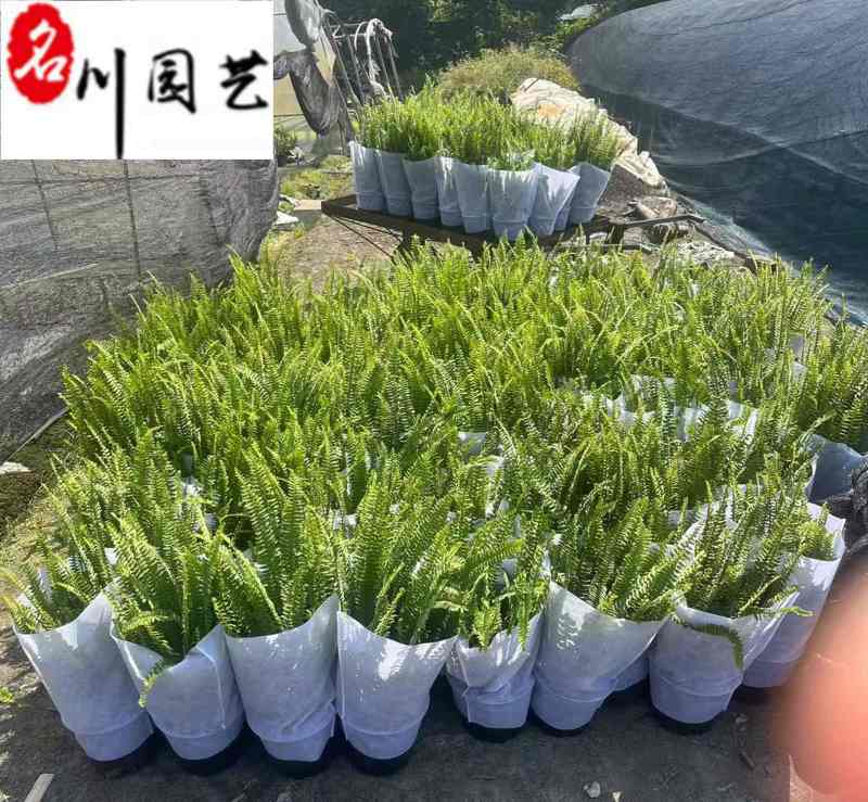 四川肾蕨草基地直销肾蕨杯苗工程苗批发货源稳定量大从优