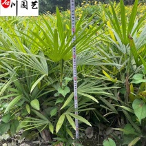 成都细叶棕竹基地棕竹杯苗批发40-80公分棕竹价格