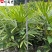 成都细叶棕竹基地棕竹杯苗批发40-80公分棕竹价格