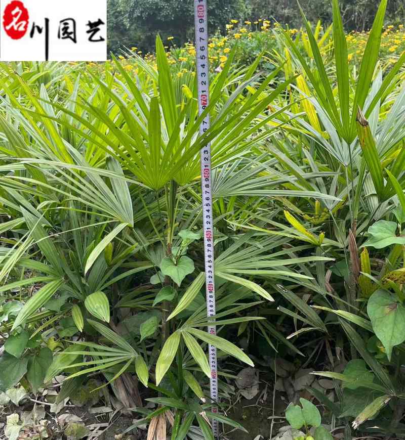 成都细叶棕竹基地棕竹杯苗批发40-80公分棕竹价格