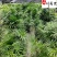 成都细叶棕竹基地棕竹杯苗批发40-80公分棕竹价格