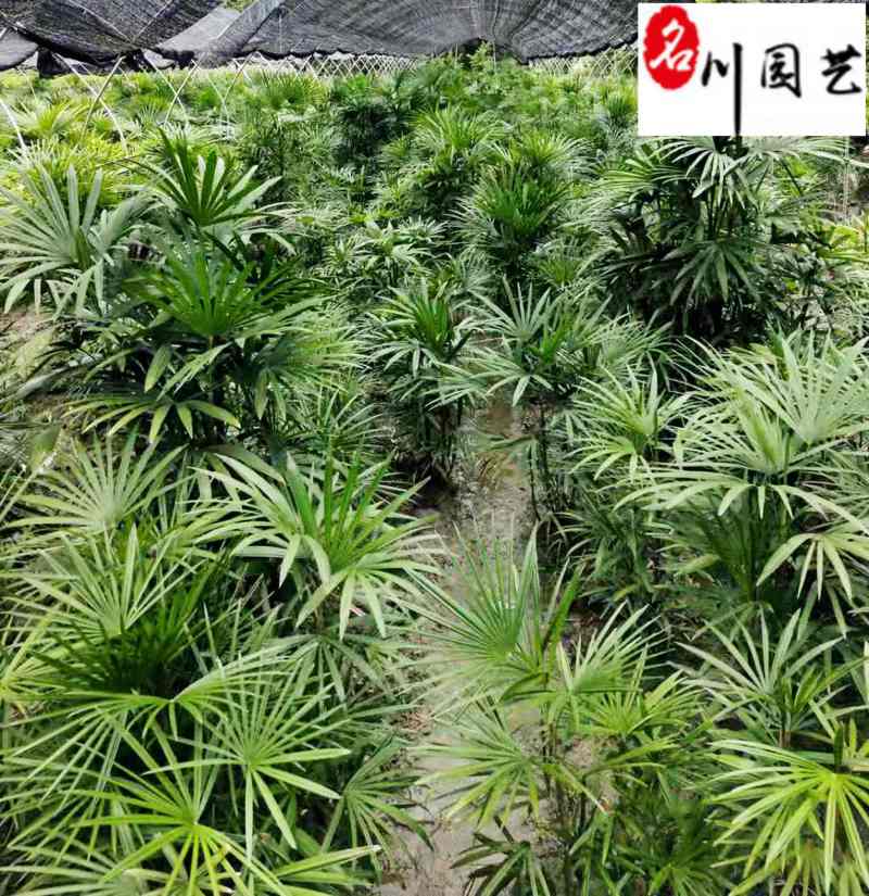 成都细叶棕竹基地棕竹杯苗批发40-80公分棕竹价格