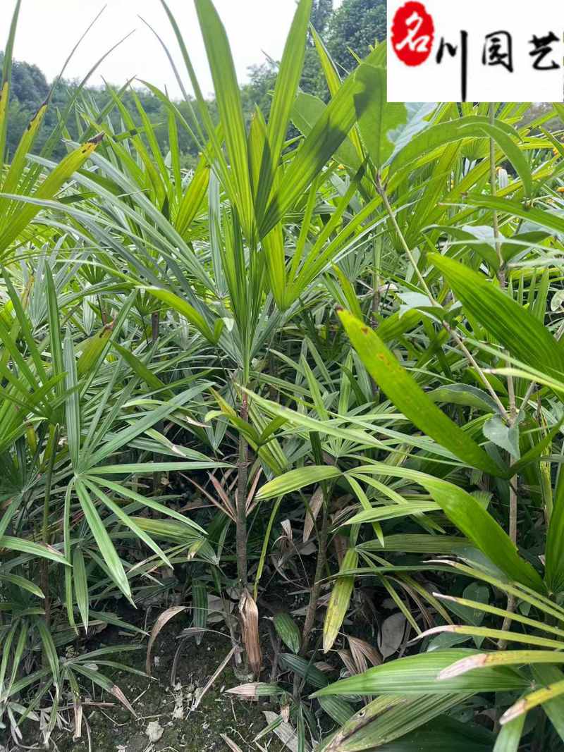 成都细叶棕竹基地棕竹杯苗批发40-80公分棕竹价格
