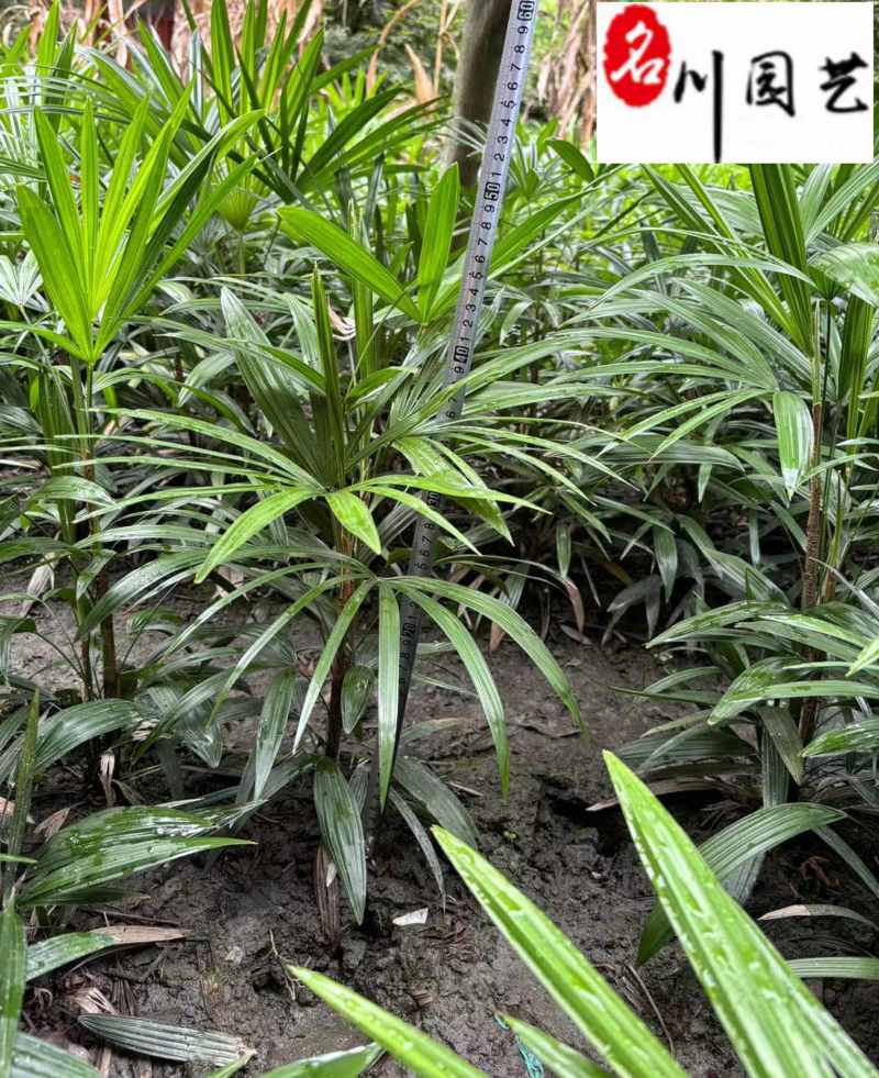成都细叶棕竹基地棕竹杯苗批发40-80公分棕竹价格