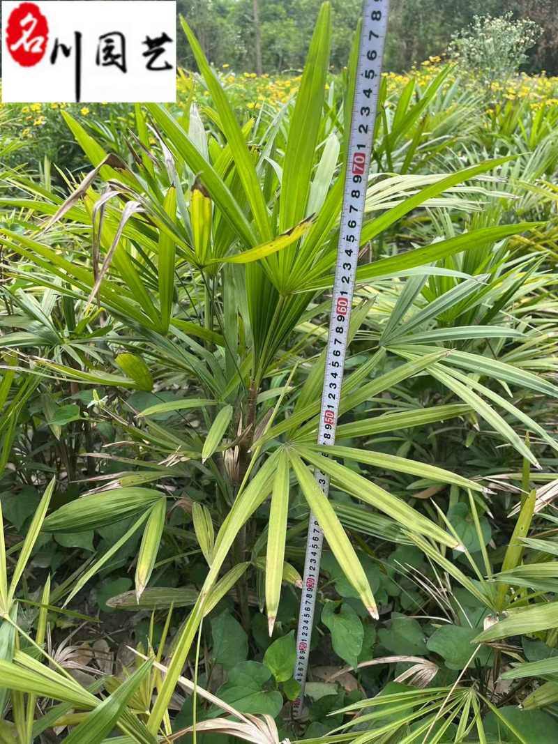 成都细叶棕竹基地棕竹杯苗批发40-80公分棕竹价格