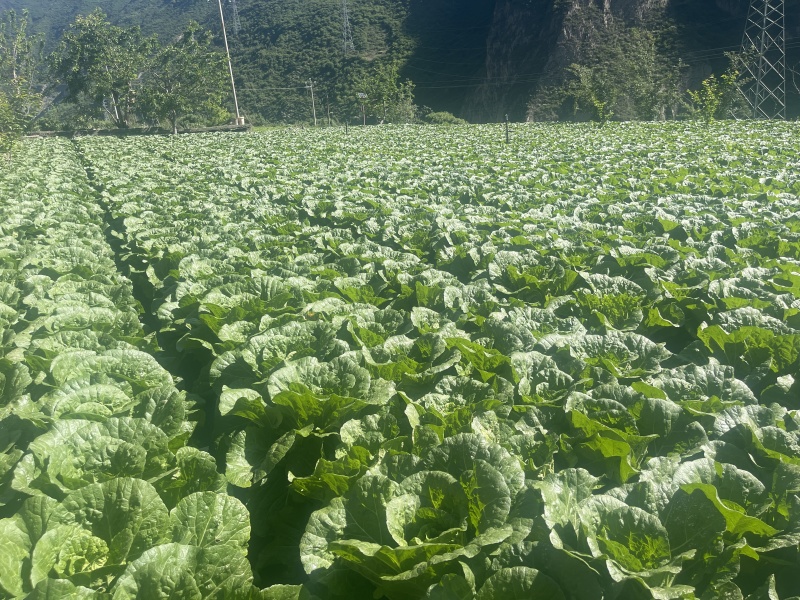 四川阿坝白菜货量大无黑边无冲眼净菜上车货量大按需求分拣