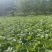四川阿坝白菜货量大无黑边无冲眼净菜上车货量大按需求分拣