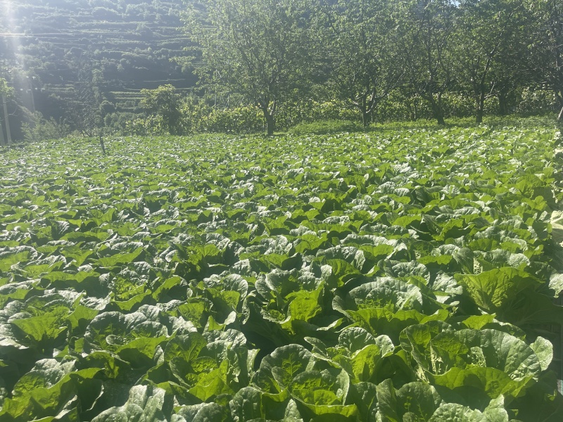 四川阿坝白菜货量大无黑边无冲眼净菜上车货量大按需求分拣