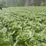 四川阿坝白菜货量大无黑边无冲眼净菜上车货量大按需求分拣
