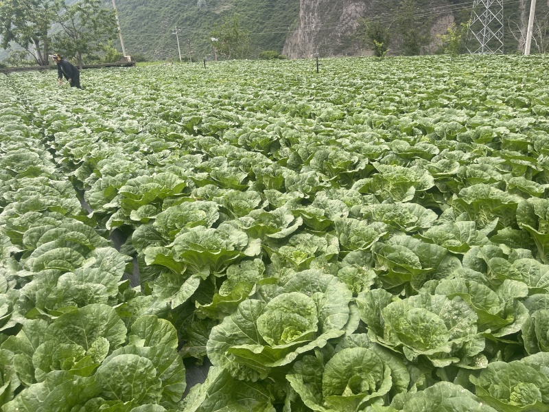 四川阿坝白菜货量大无黑边无冲眼净菜上车货量大按需求分拣