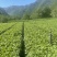 四川青皮莴笋莴苣自家基地种植一手货源条形好无空心