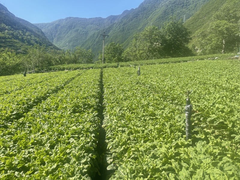 四川青皮莴笋莴苣自家基地种植一手货源条形好无空心