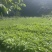 四川青皮莴笋莴苣自家基地种植一手货源条形好无空心