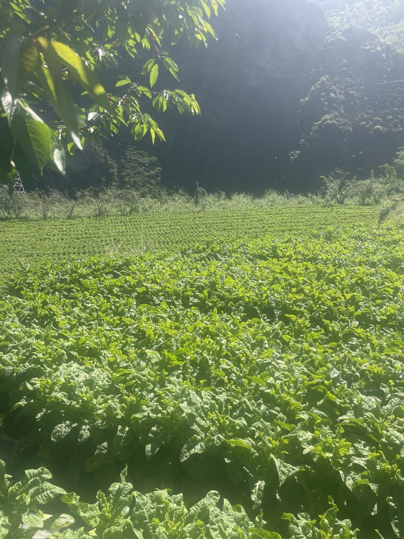 四川青皮莴笋莴苣自家基地种植一手货源条形好无空心