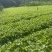 四川青皮莴笋莴苣自家基地种植一手货源条形好无空心