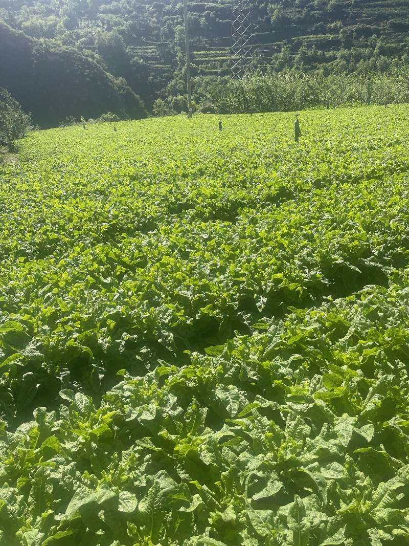 四川青皮莴笋莴苣自家基地种植一手货源条形好无空心