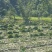 四川青皮莴笋莴苣自家基地种植一手货源条形好无空心